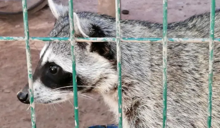 Llegan al Zoológico de Culiacán más de 55 animales para ser reubicados del Parque Hernando Villafañe en Guasave