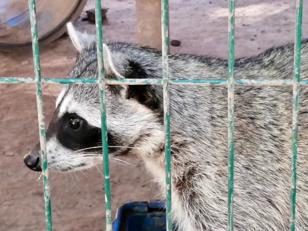 Llegan al Zoológico de Culiacán más de 55 animales para ser reubicados del Parque Hernando Villafañe en Guasave