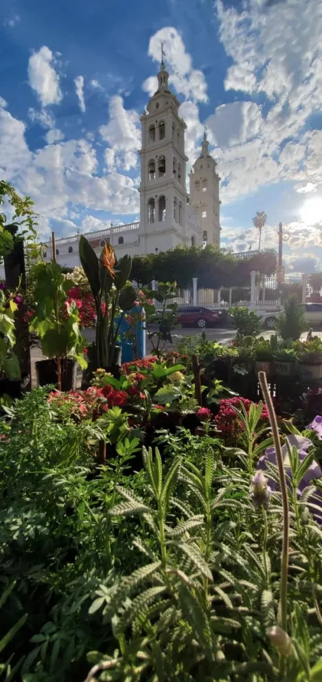 La venta de plantas en las esquinas del Centro embellece Navolato