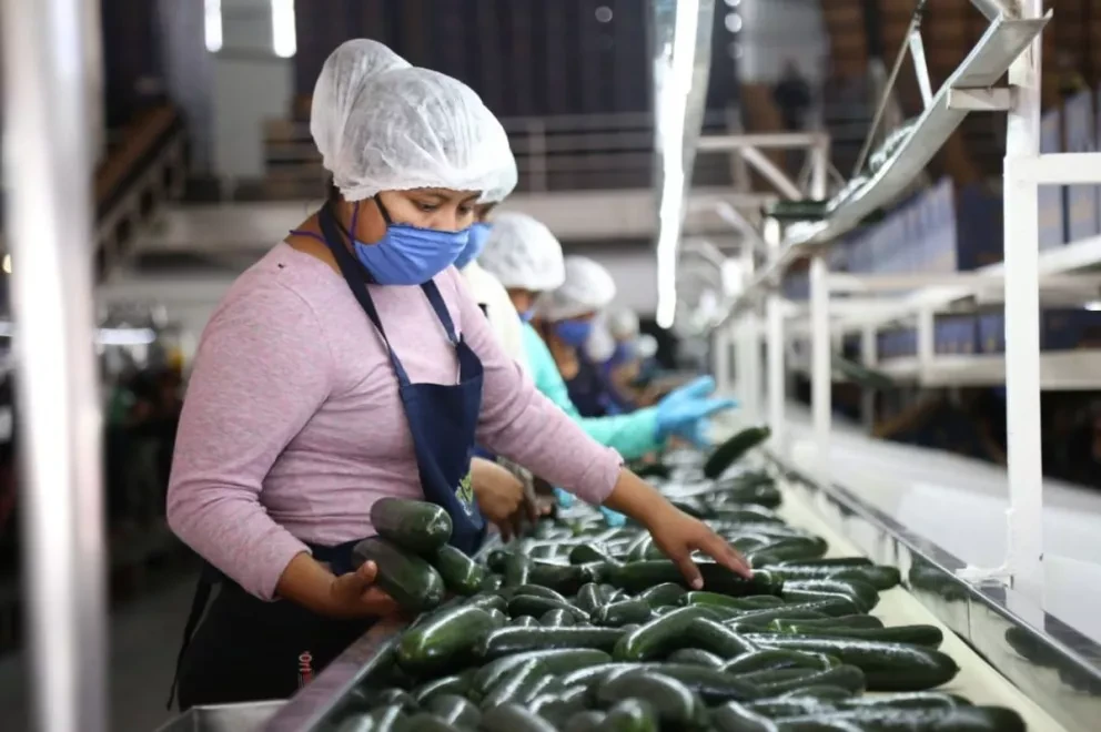 Presenta Sinaloa recuperación de empleo formal ante el IMSS
