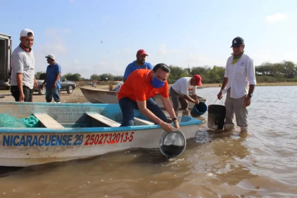 Inician Programa Estatal de Siembra de Alevines de Tilapia