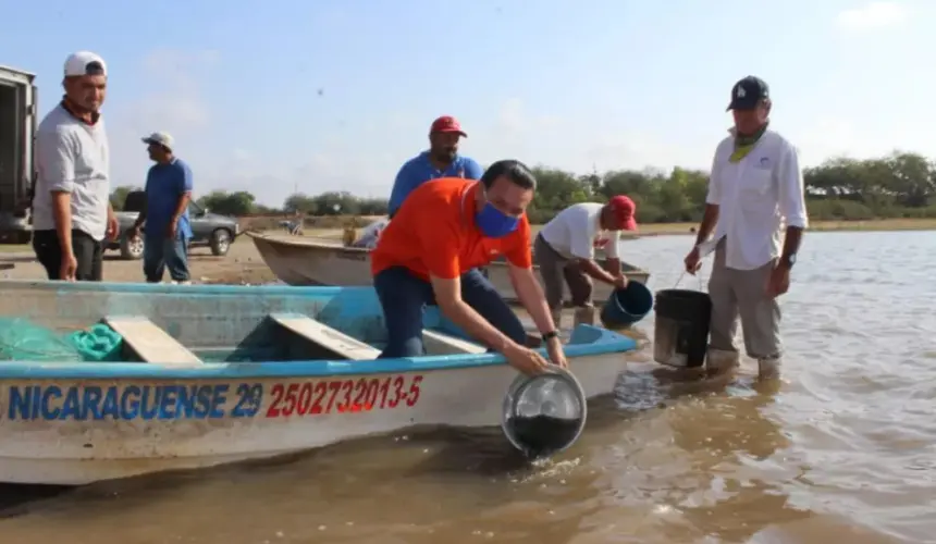 Inician Programa Estatal de Siembra de Alevines de Tilapia