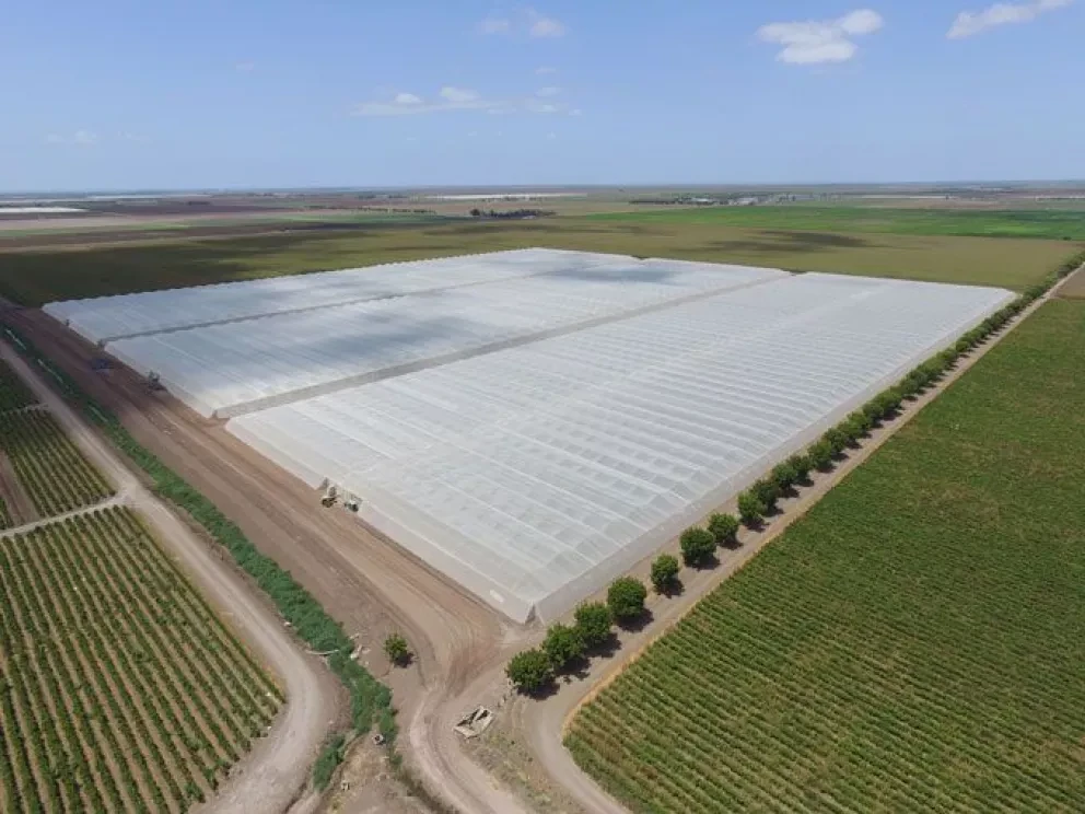 Villa Juárez líder en agricultura protegida