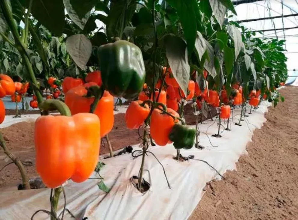 Llegó la agricultura digital con monitoreo satelital en tiempo real