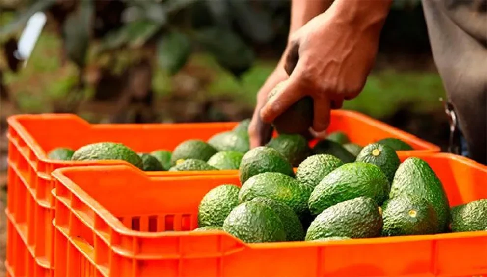 México es la décima potencia exportadora alimentaria