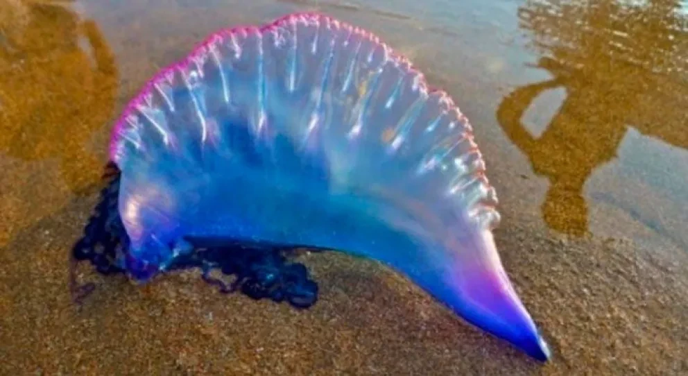 Esta es la carabela portuguesa por la que cierran las playas de Sinaloa