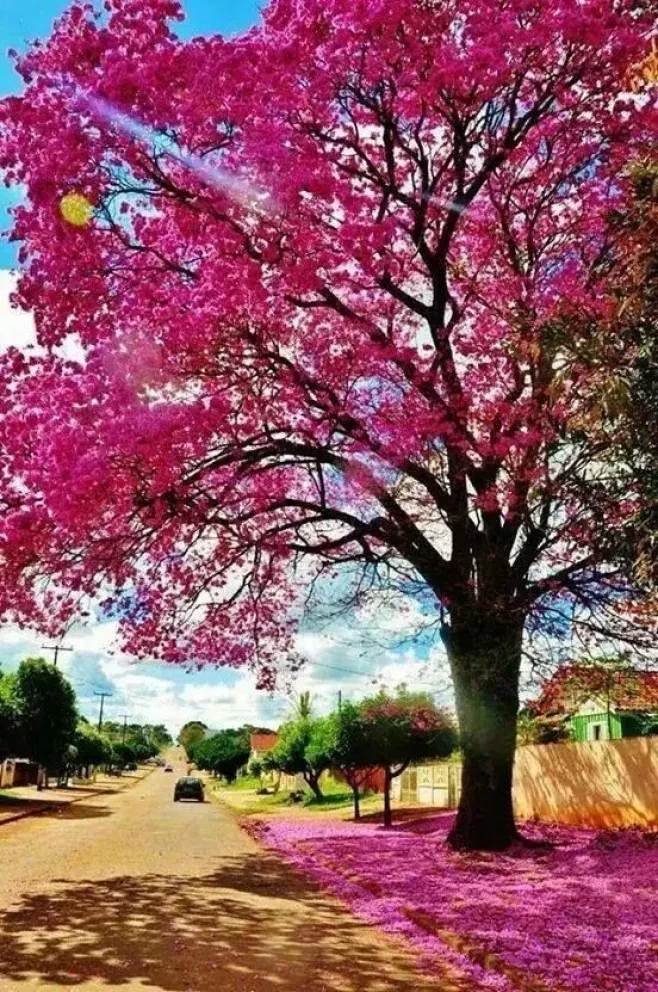 7 árboles que puedes plantar en Culiacán