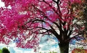 7 árboles que puedes plantar en Culiacán