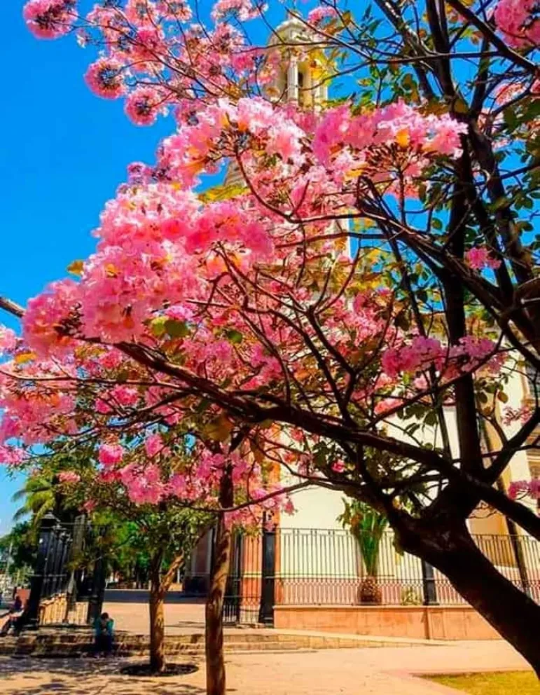 Amapas o rosamoradas ya son símbolo de Culiacán