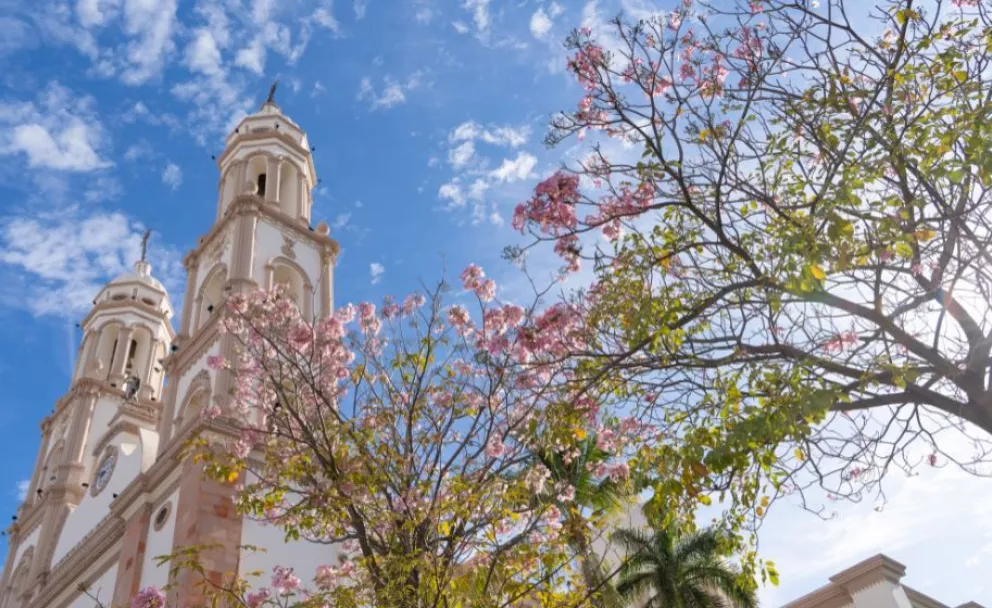 Así es como las amapas llenan de color Culiacán