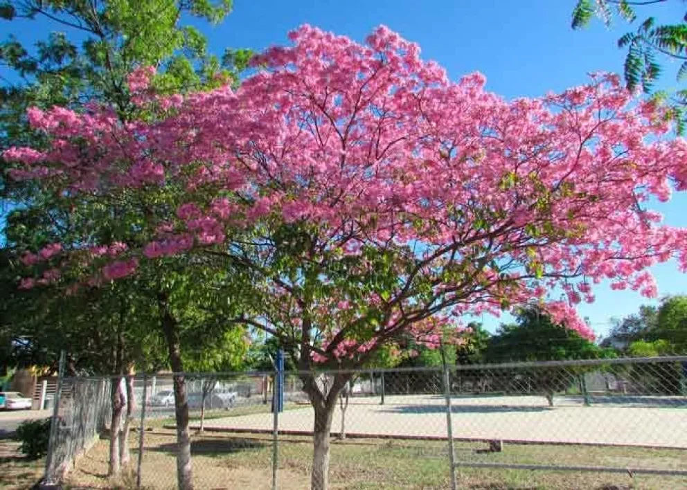 Adopta un árbol en el Jardín Botánico