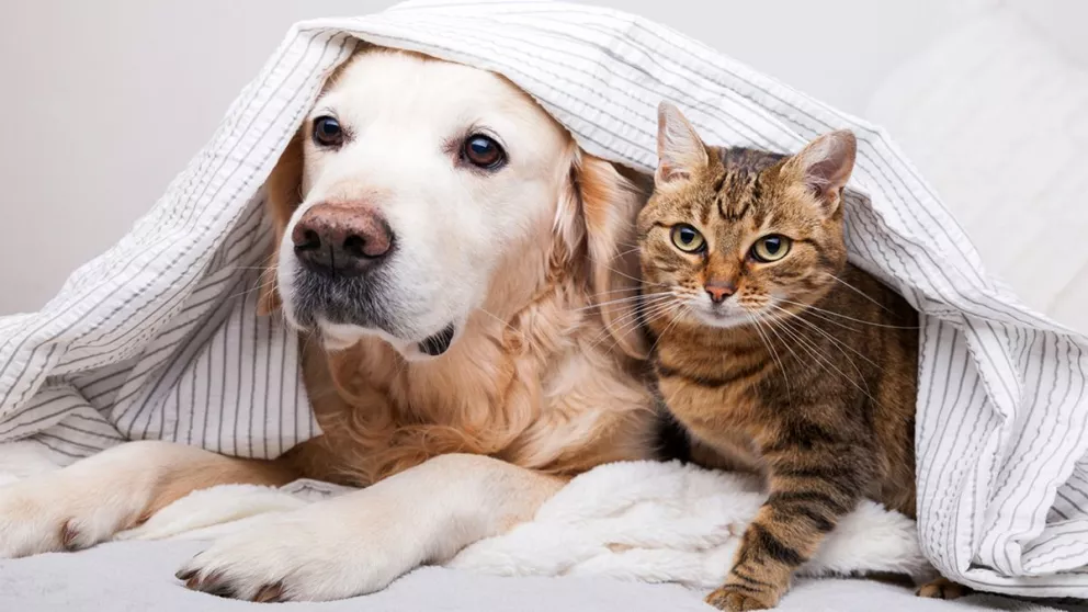 Lista la primera vacuna contra el Covid para animales