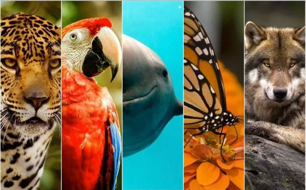 Únete por la salvación de un millón de especies animales