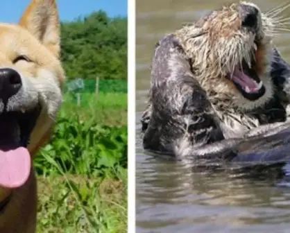 Estudio encuentra que los animales también ríen