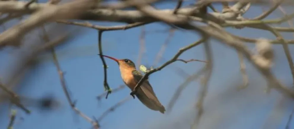 Cuidemos las Áreas naturales protegidas del Estado de Sinaloa