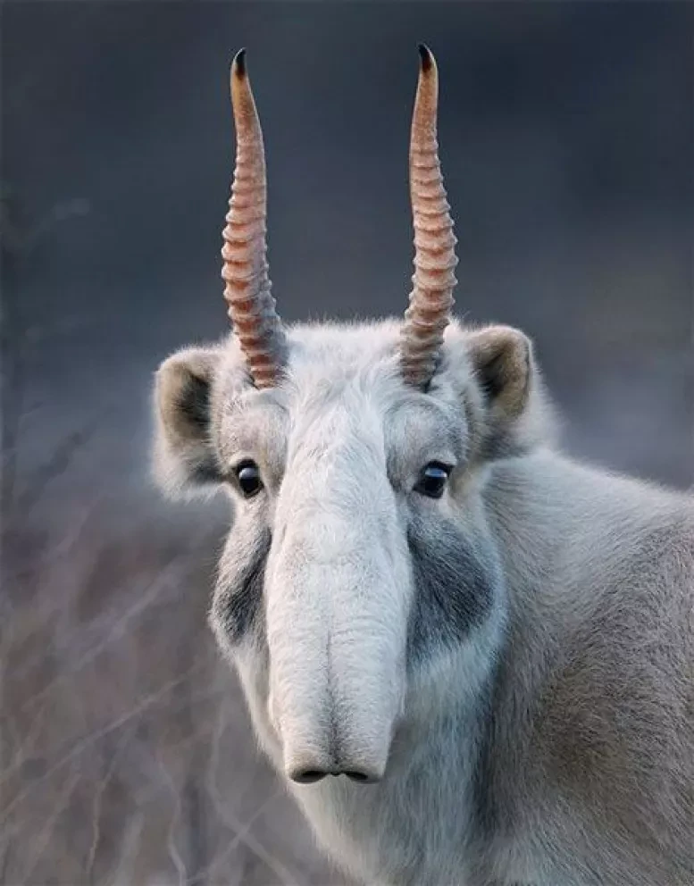 Unidos para salvar a los animales en peligro de extinción