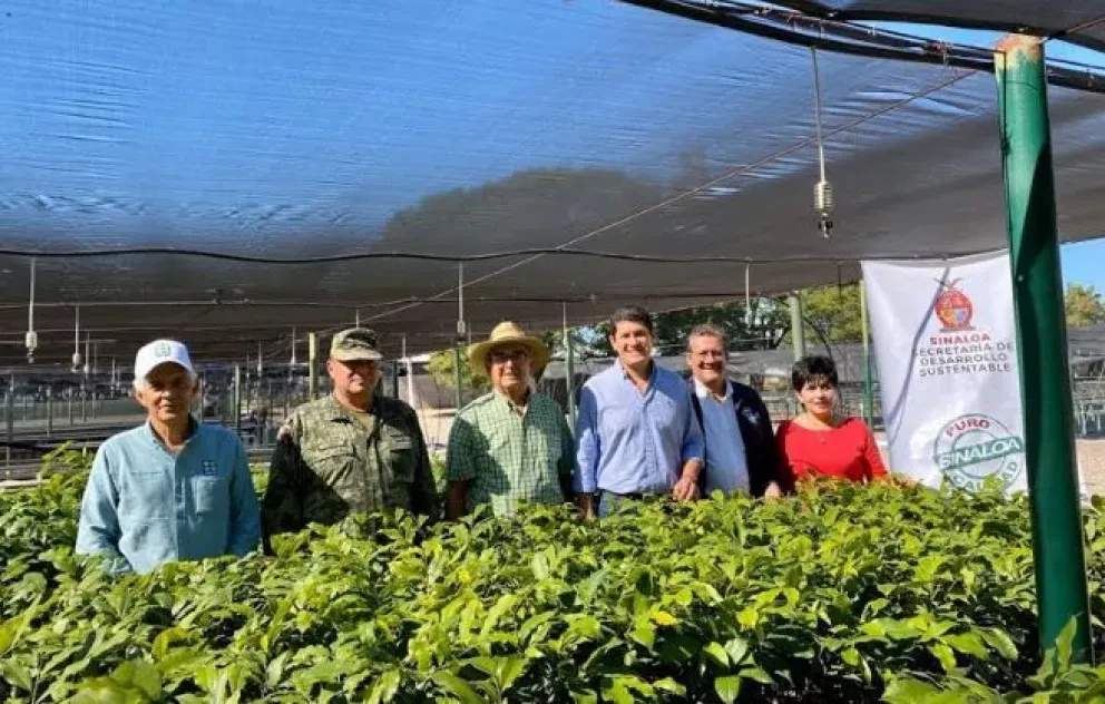 Con 5 mil Apomos reforestarán cuencas hidrológicas en la sierra de Sinaloa