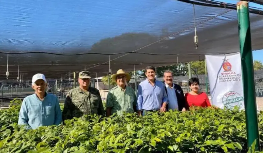 Con 5 mil Apomos reforestarán cuencas hidrológicas en la sierra de Sinaloa