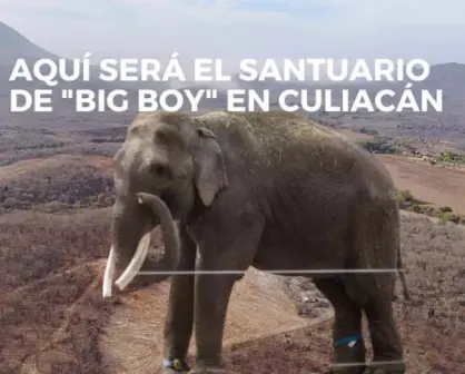 (VIDEO) ¿sabes dónde será el santuario del elefante BigBoy en Culiacán?