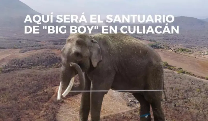 (VIDEO) ¿sabes dónde será el santuario del elefante BigBoy en Culiacán?