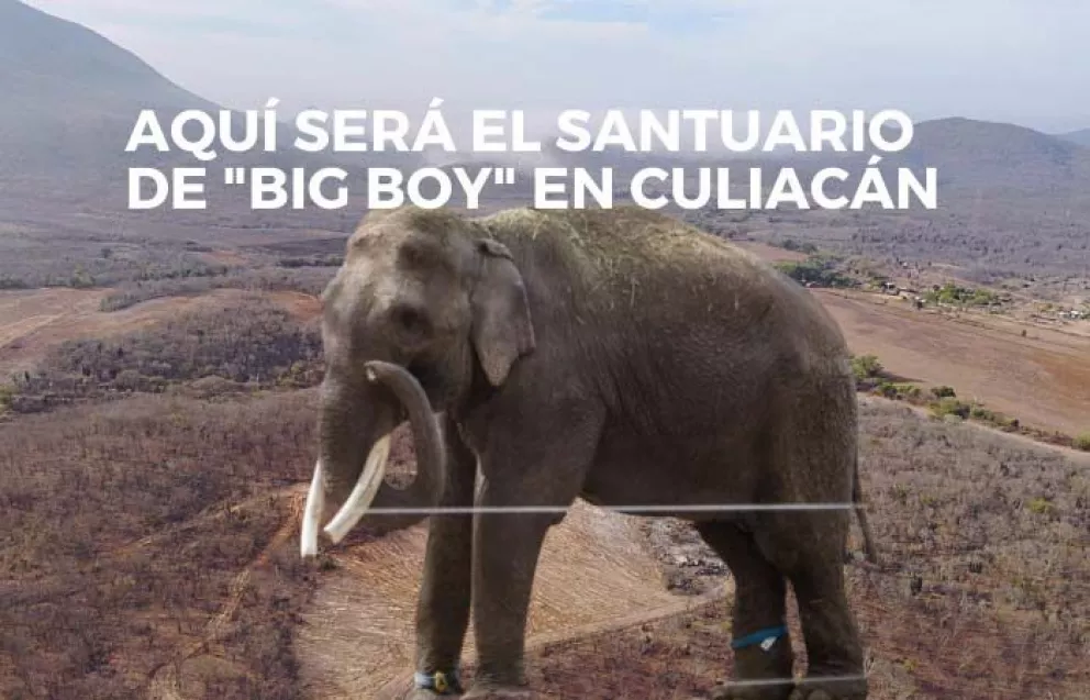 (VIDEO) ¿sabes dónde será el santuario del elefante BigBoy en Culiacán?