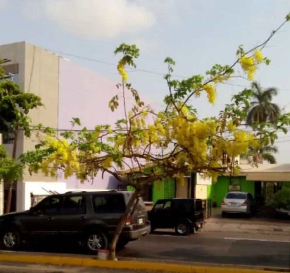 ¿Sabes cómo cuidar un árbol?