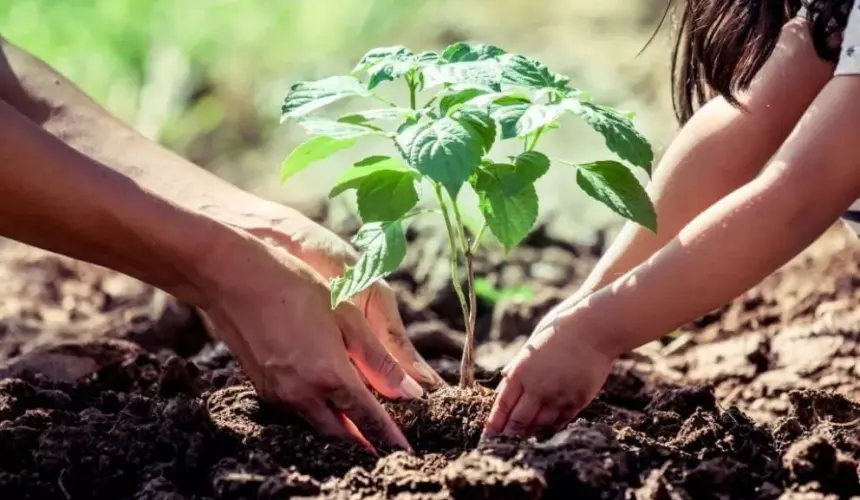 ¿Qué pasaría si cada habitante de la tierra siembra un árbol durante los próximos 20 años?