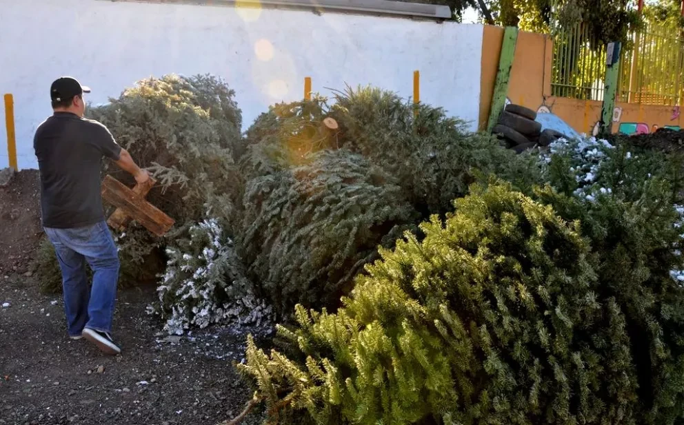Zoo de Culiacán recolecta arbolitos navideños