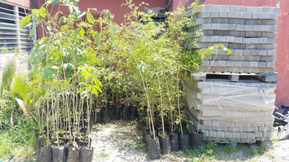 Árboles y equipamiento a parques en Villa Juárez