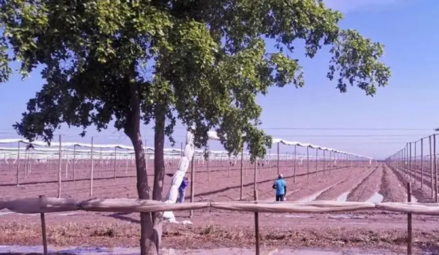 ¡Pintemos a Villa Juárez de verde! Ayudemos a plantar árboles