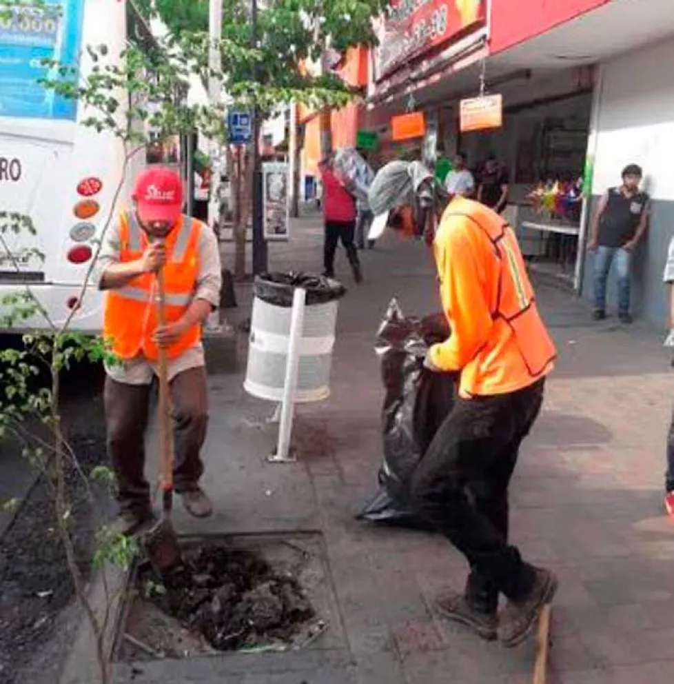 Ayuntamiento de Culiacán plantará 7 mil árboles en centro y colonias