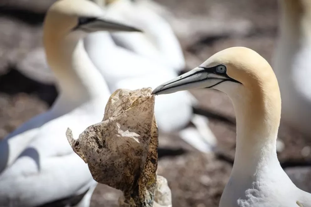 Pon un alto y libérate del plástico: Greenpeace México
