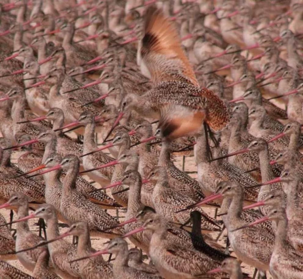 Sinaloa hospedador distinguido en día mundial de las aves migratorias
