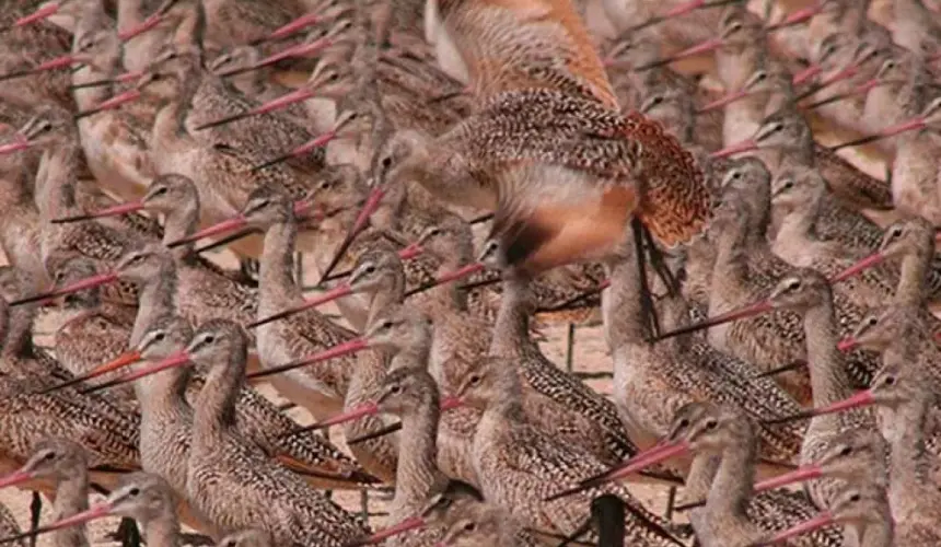 Sinaloa hospedador distinguido en día mundial de las aves migratorias