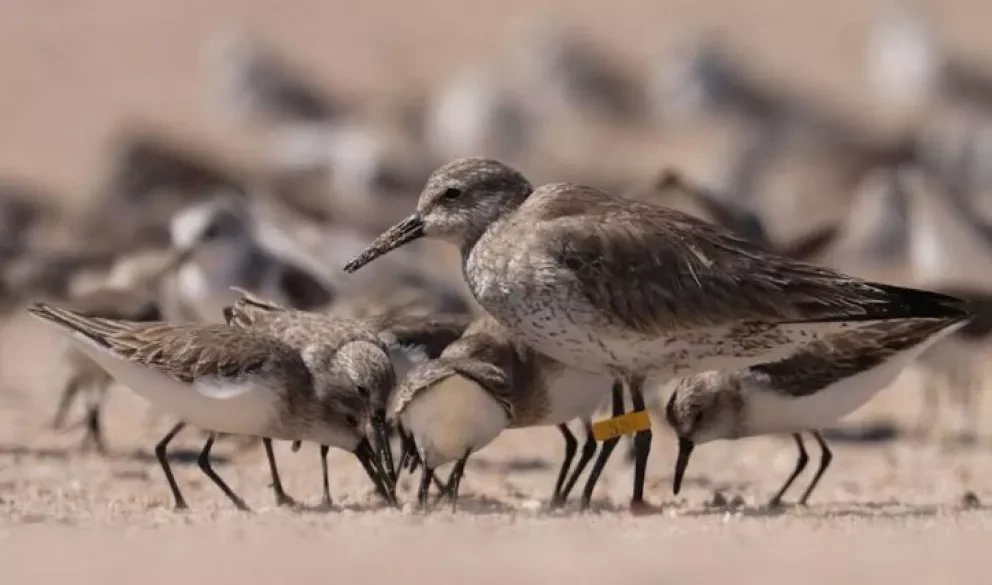 El uso del sitio Ramsar (2025) Lagunas de Santa María-Topolobampo-Ohuira por las aves playeras