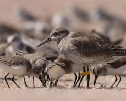 El uso del sitio Ramsar (2025) Lagunas de Santa María-Topolobampo-Ohuira por las aves playeras