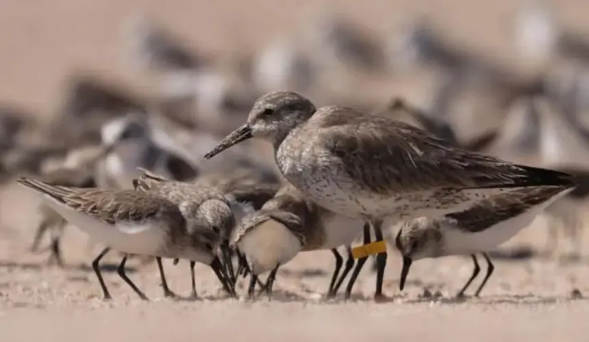 El uso del sitio Ramsar (2025) Lagunas de Santa María-Topolobampo-Ohuira por las aves playeras