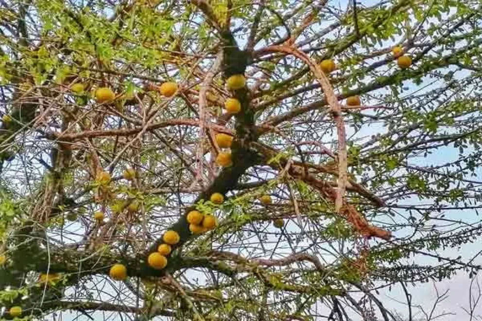 El misterioso árbol de la cruz que te curará algunos males