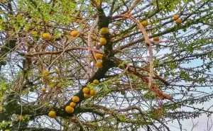 El misterioso árbol de la cruz que te curará algunos males