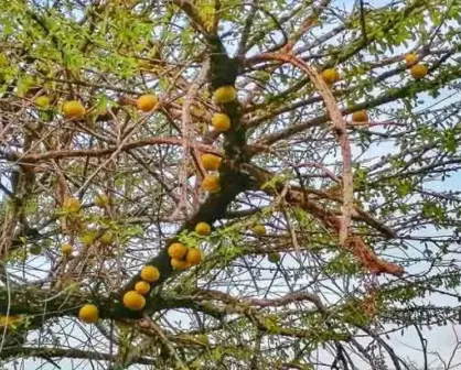 El misterioso árbol de la cruz que te curará algunos males