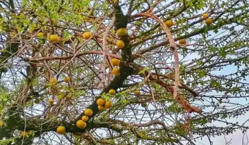 El misterioso árbol de la cruz que te curará algunos males