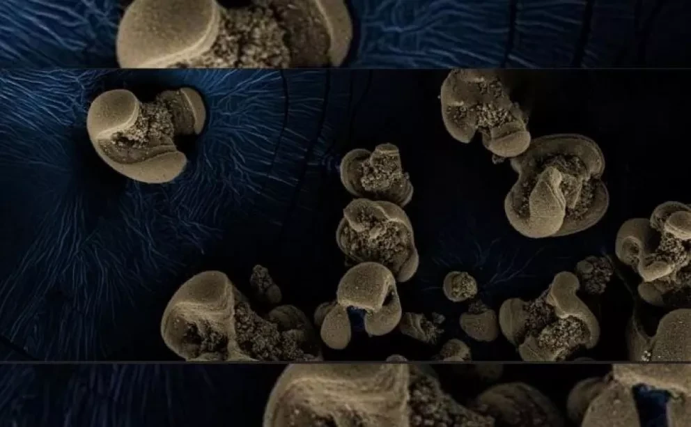 Descubren una bacteria que consume metal