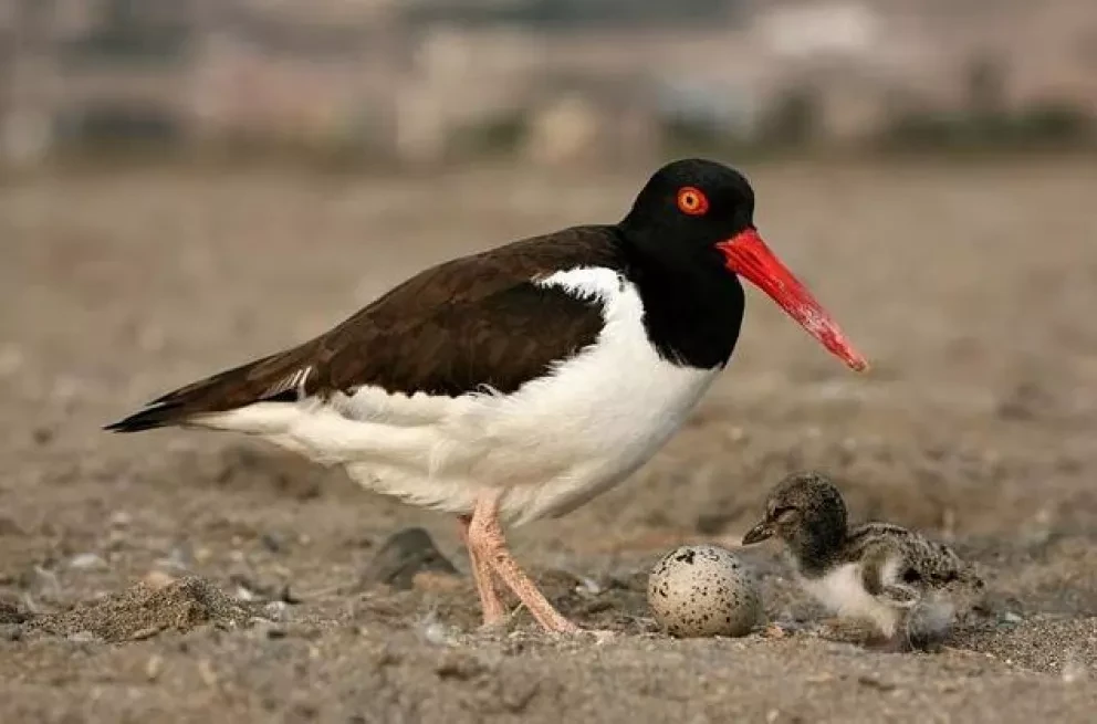 La lucha por la supervivencia de aves en la bahía de Ohuira