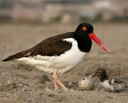 La lucha por la supervivencia de aves en la bahía de Ohuira