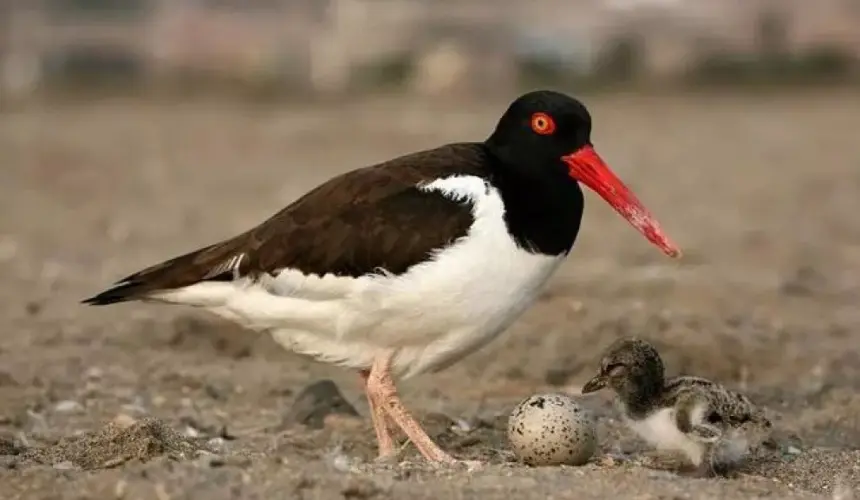 La lucha por la supervivencia de aves en la bahía de Ohuira