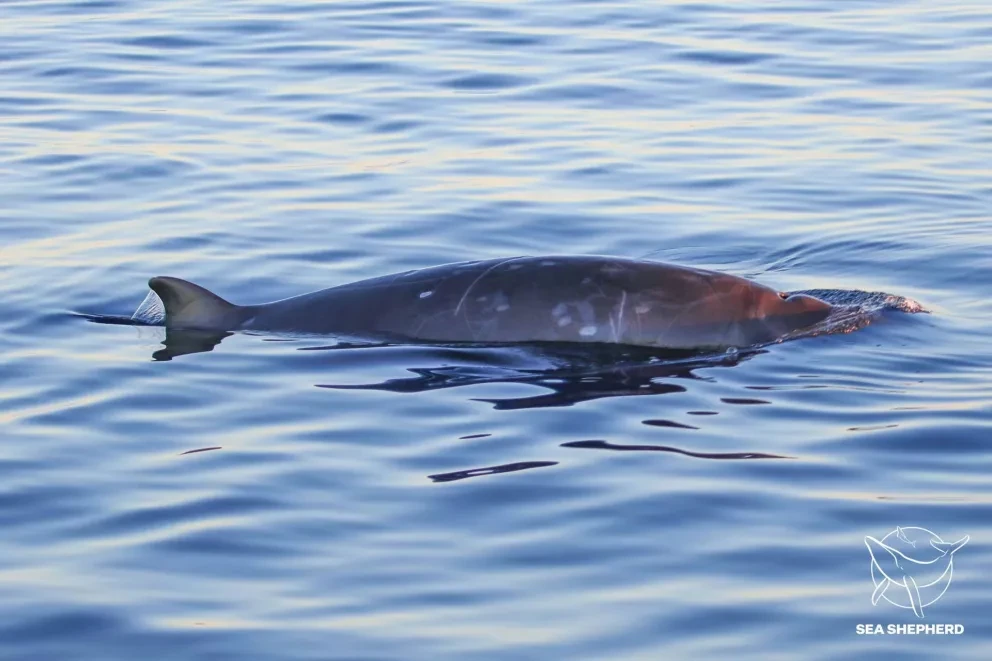 Aparece nueva especie de ballena en México
