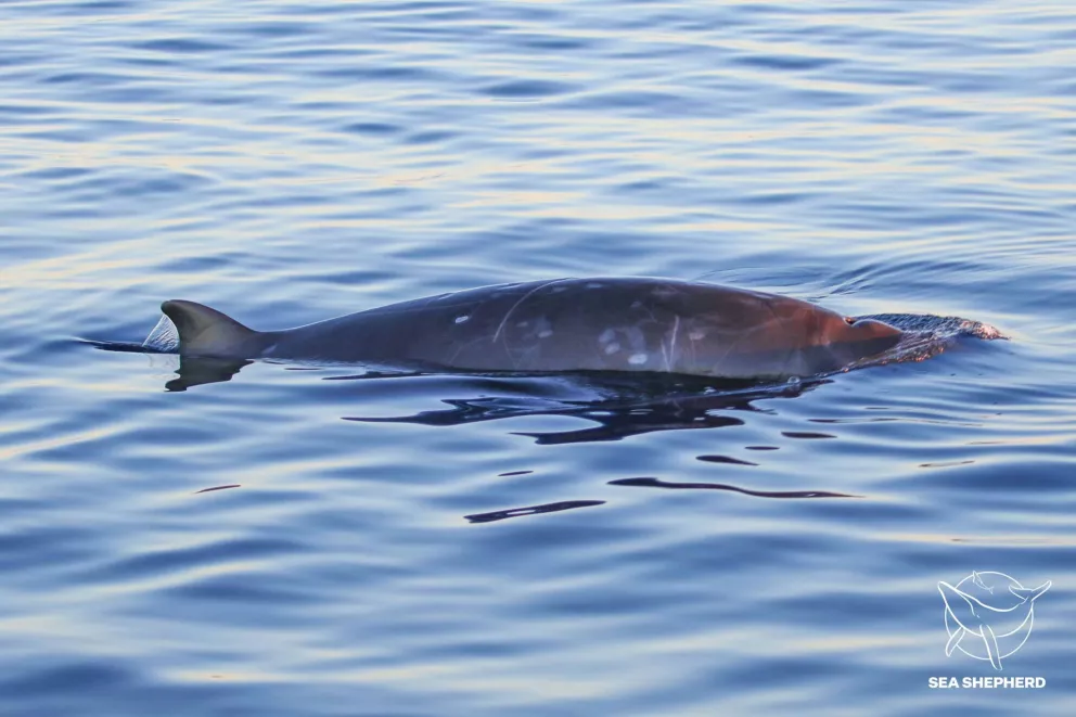 Aparece nueva especie de ballena en México