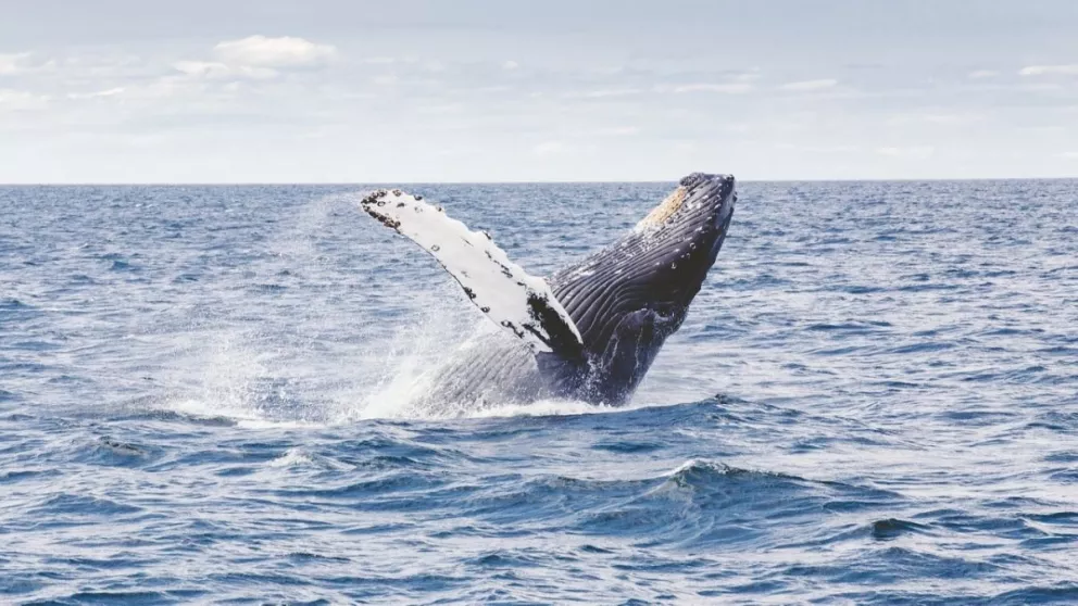 ¡Increíble! Una ballena se tragó a un buzo y lo escupe vivo