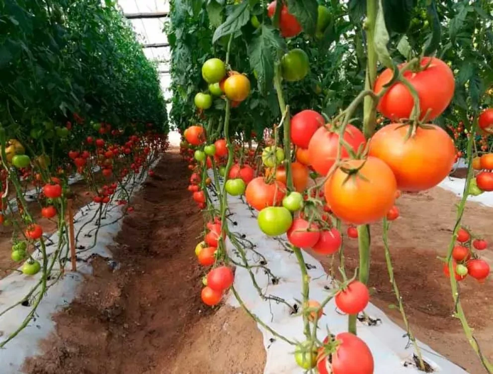 La biofumigación respuesta a enfermedades de hortalizas