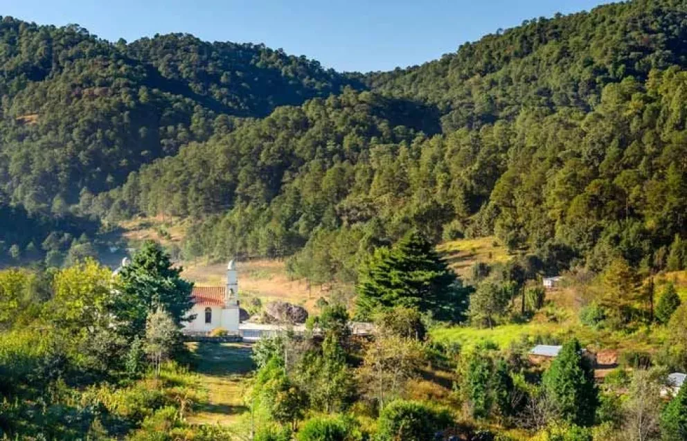 El Palo del diablo de Surutato que te puede matar